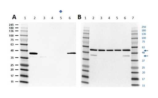 Western Blot of Human MAPK1 (ERK2) Knockout A549 Cell Lysate.<br />Lane 1: Opal Prestained MW Marker.<br />Lane 2: A549 WCL Parental.<br />Lane 3: A549 MAPK1 KO Clone 4.<br />Lane 4: A549 MAPK1 KO Clone 10.<br />Lane 5: A549 MAPK1 KO Clone 15.<br />Lane 6: HeLa WCL Parental<br />Load: 10 μg lysate/lane. <br />Primary Antibody [Blot A] Anti-MAPK1(ERK2) ~44 kDa; [Blot B] stripped and re-probed with Anti Tubulin ~50 kDa; at 1 μg/mL overnight at 2-8 centigrade.<br />Secondary Antibody: Goat Anti-Rabbit IgG HRP at 1:30,000 for 1hr at RT.<br />Block: BlockOut Buffer for 1 hr at RT.<br />No detection of expected band at ~44 kDa is observed in MAPK1 (ERK2) knockout A549 when compared with unmodified A549 cell lysates by Western blot.